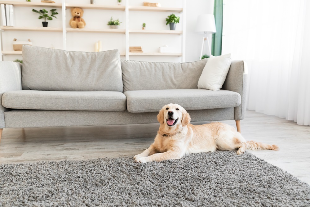 Carpet is the softest flooring material on the market, making it a great option for people and pets who need more foot support